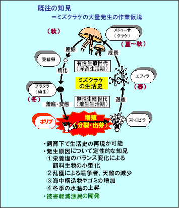 Jelly Life Cycle Gif